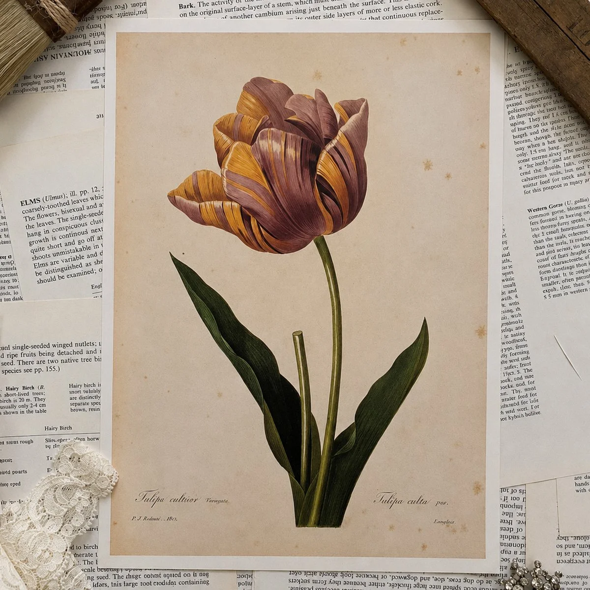 Vintage Tulip Book Page