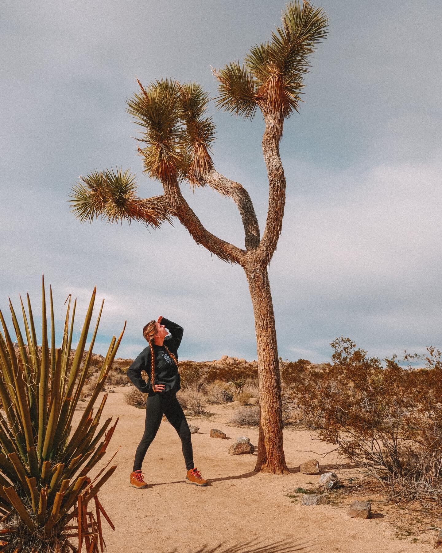 January brings a quarter of a century. Grateful I got to welcome it with @laurentindle and the Joshua Trees 𓆈