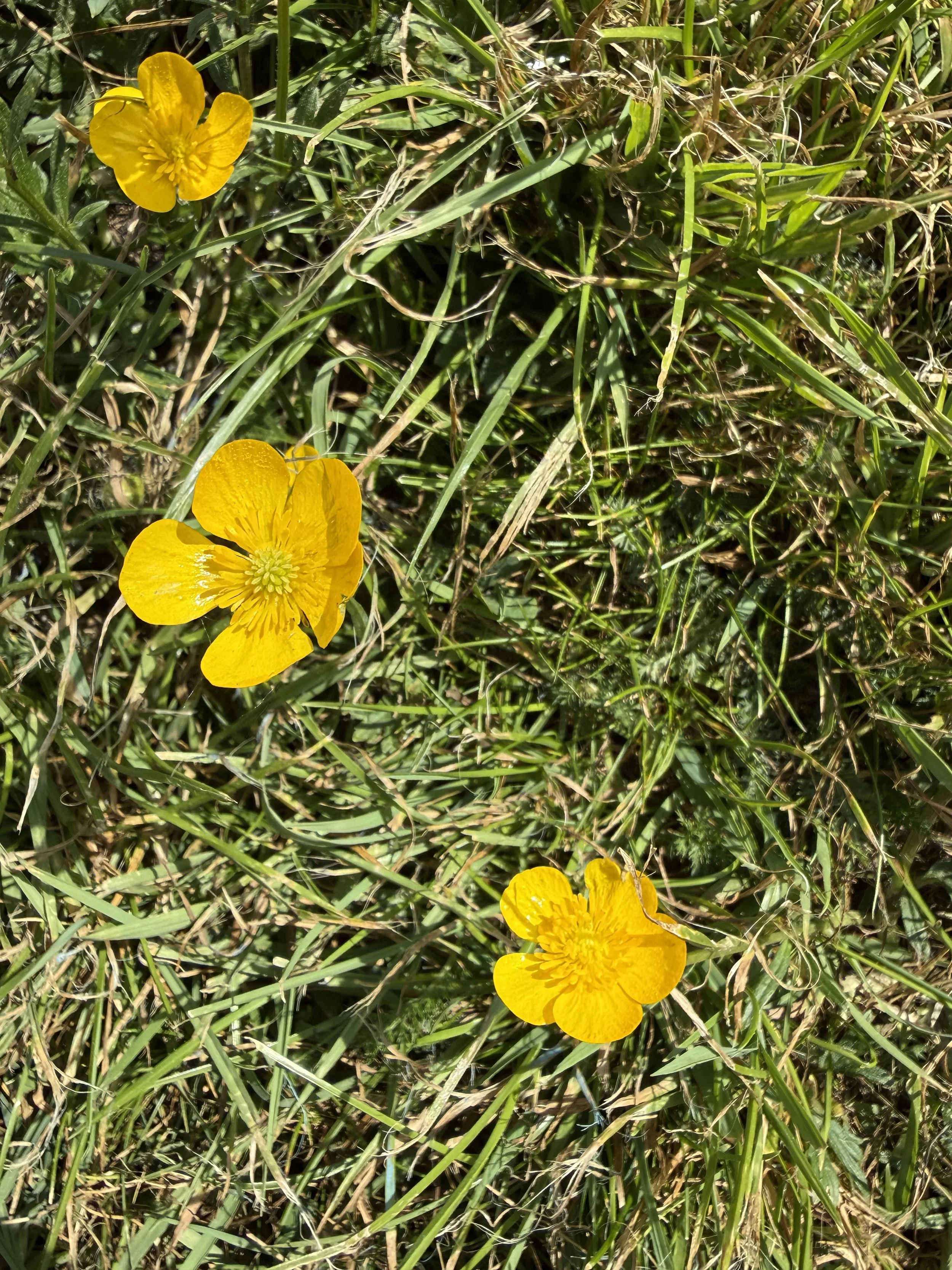 IMG_2734.jpeg
