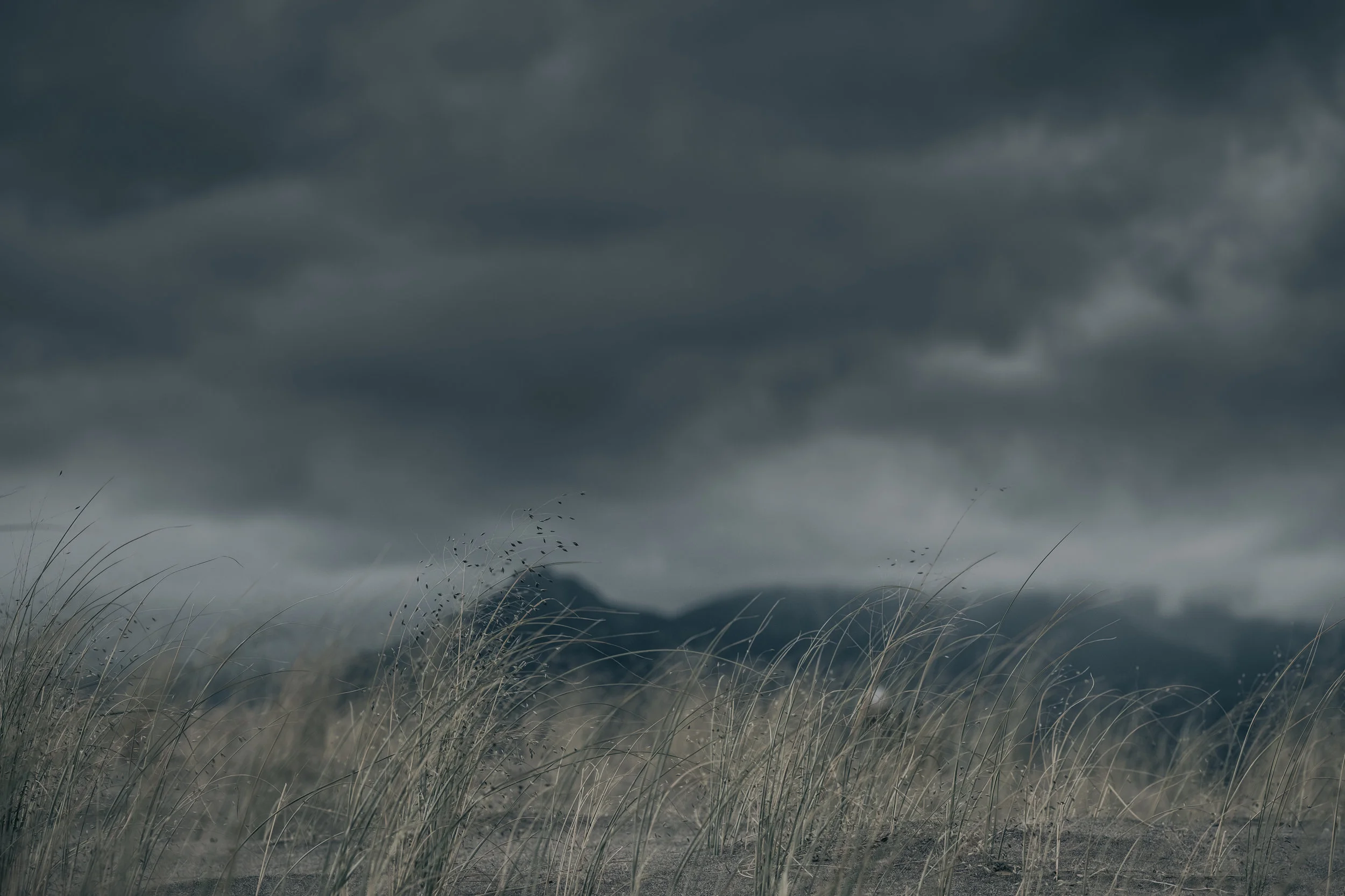 Dune Grass-6775.jpg