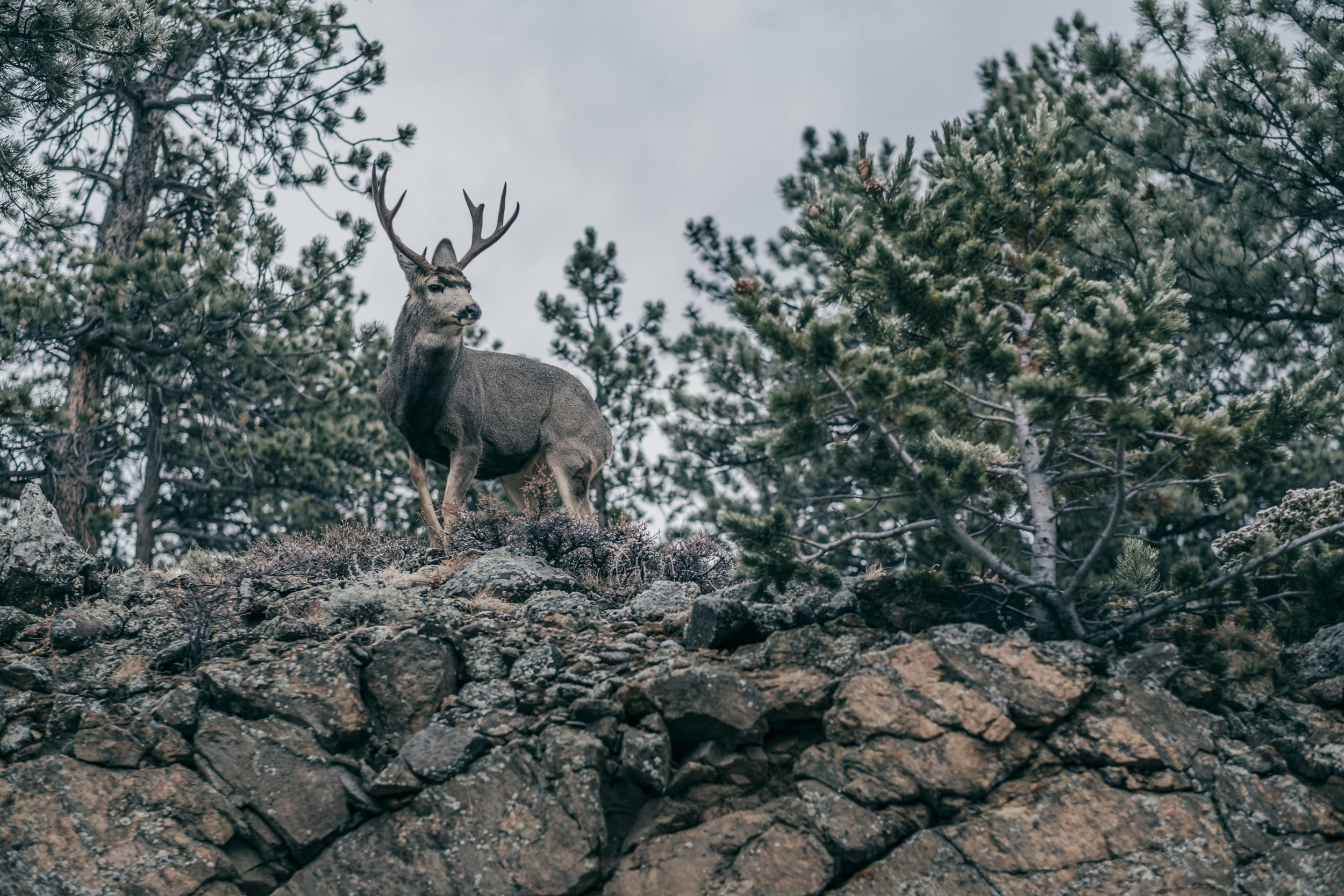 Switzerland Trail RAM 2500-5540.JPG