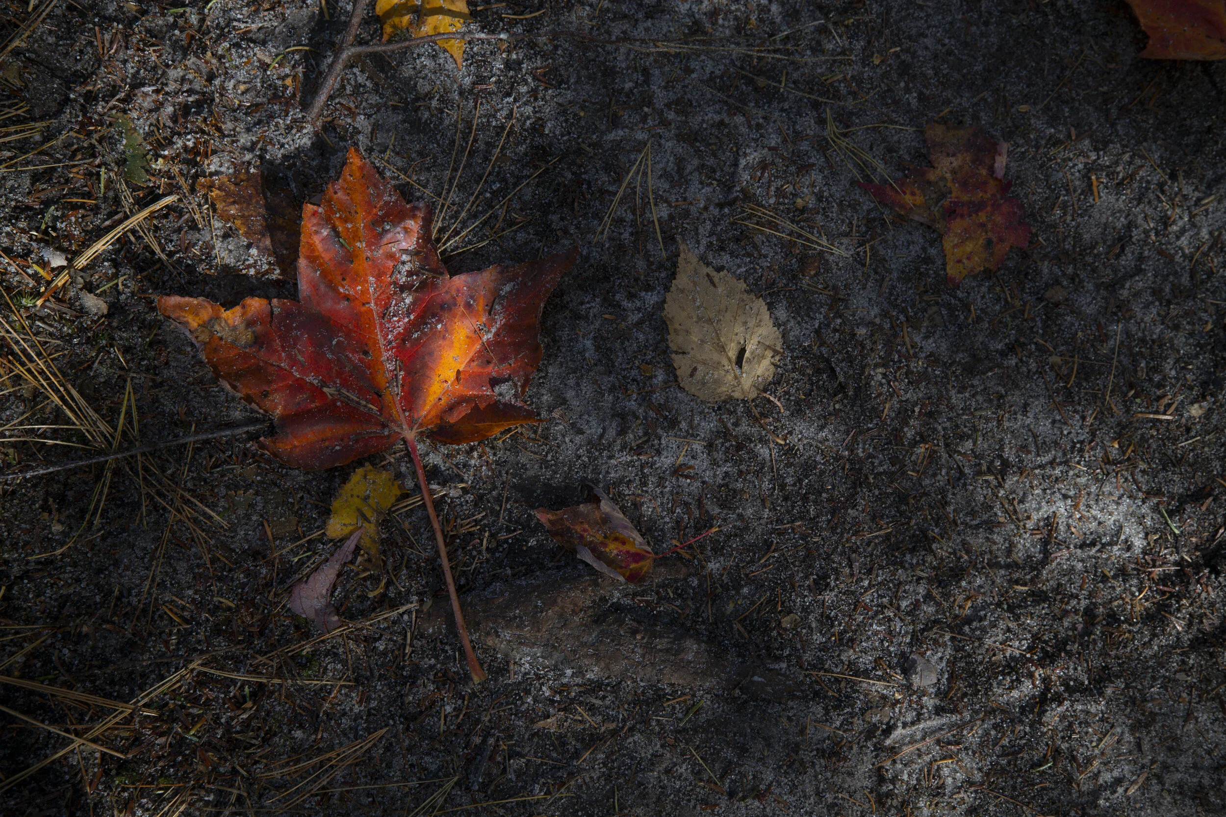 PURE MI FALL UP-13640.JPG