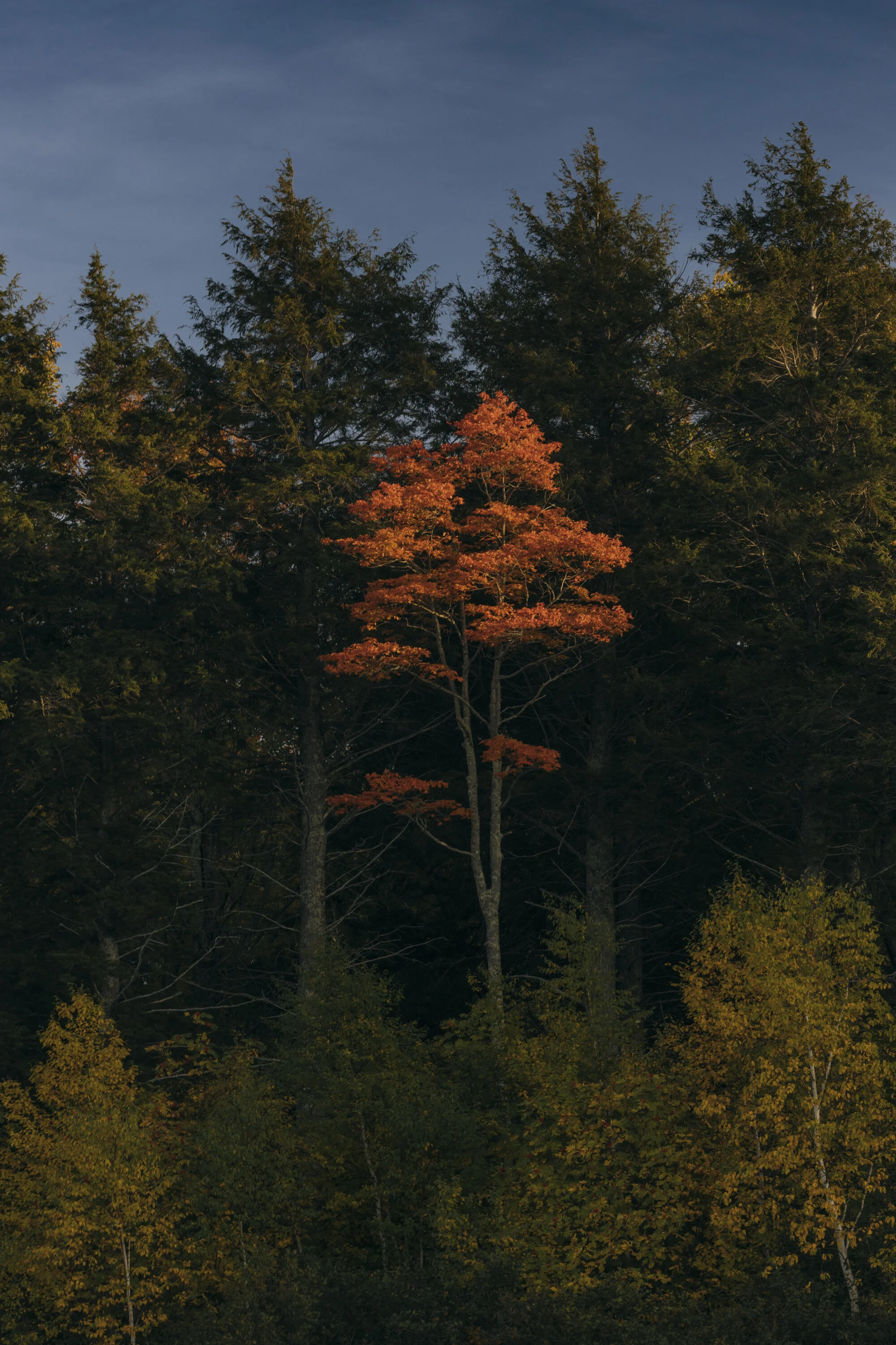 PURE MI FALL UP-05914.JPG