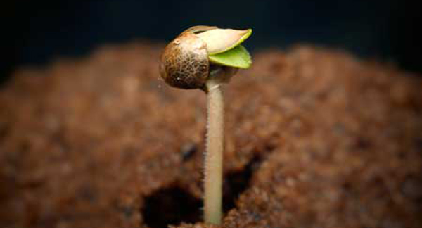 small growers in CA.jpg