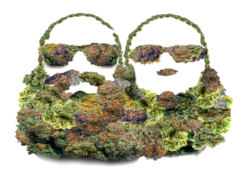 Cannabis. Education. News. Beard Bros.