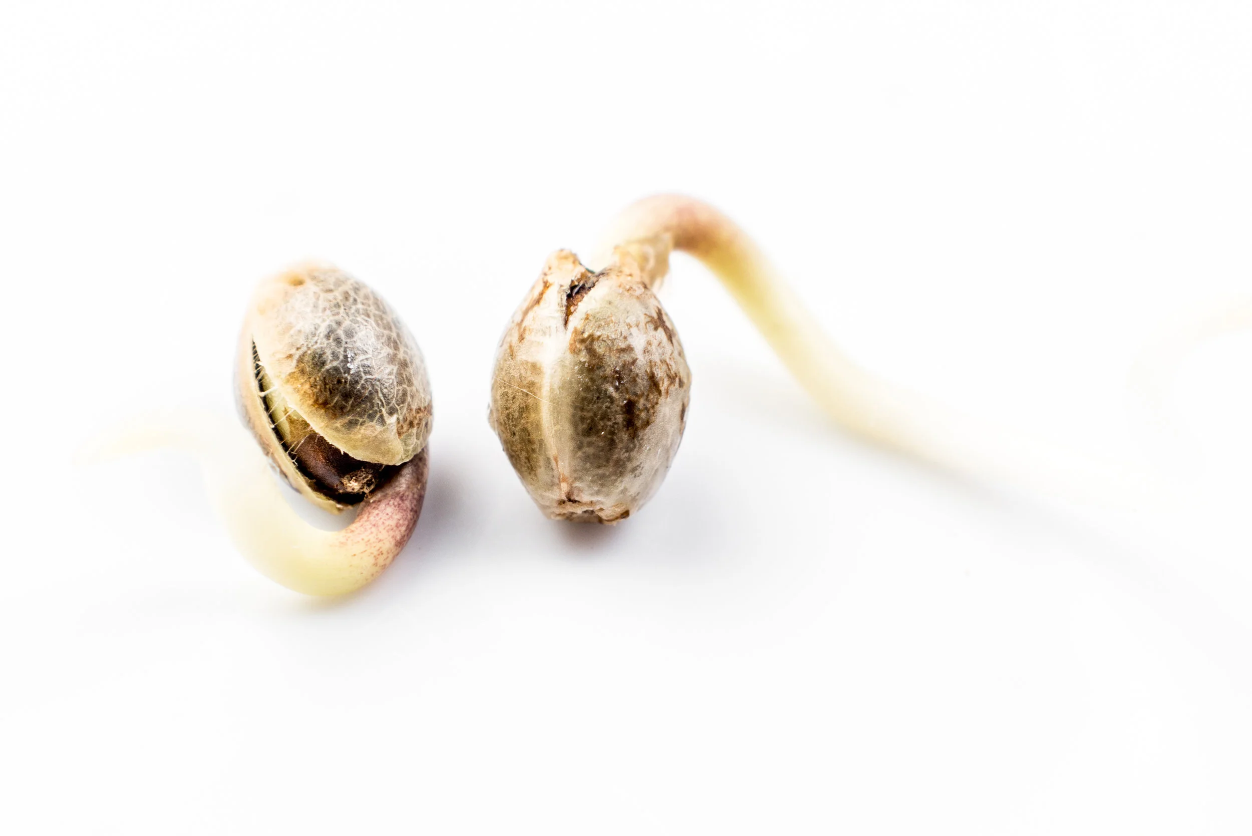 seedling1.jpg