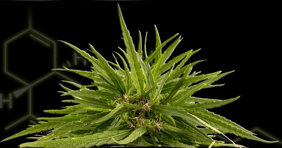 hemp2 copy2.jpg