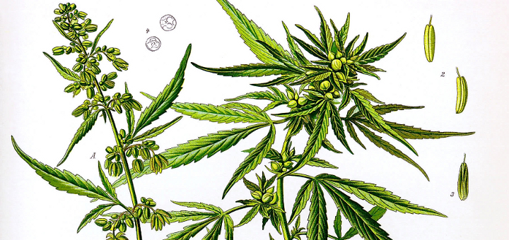 hemp-marijuana-difference-1.jpg