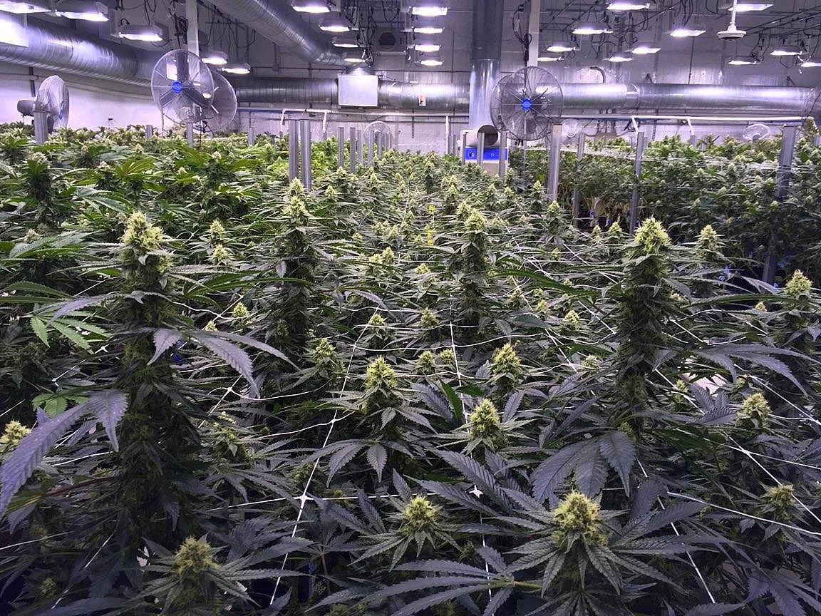 Cultivator: Yerba Buena • Strain: Silver Hawk • Day:35