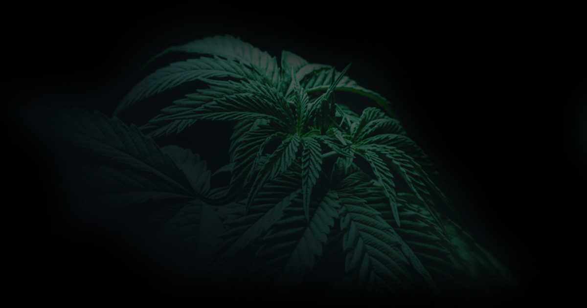cannabis-growers-in-the-dark.png