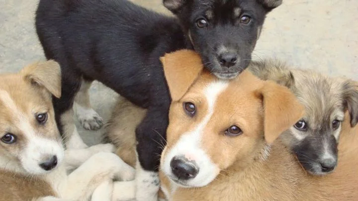 Με υψηλή βαθμολογία πανελλαδικά στα αδέσποτα αλλά υπαρκτό το πρόβλημα ο δήμος Βέροιας