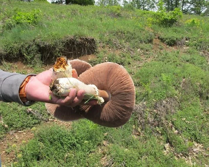 Πολλές παιώνιες… και μια τηγανιά μανιτάρια!