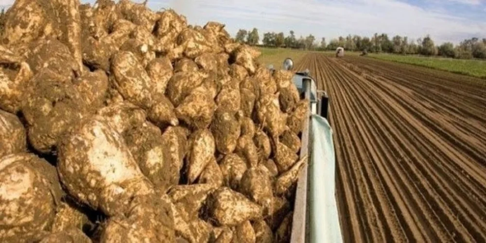 Κανονικά η καμπάνια στα τεύτλα διαβεβαιώνει η ΕΒΖ