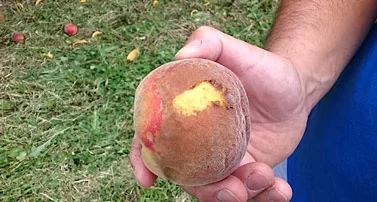 Την επόμενη εβδομάδα η απόφαση για τα ασφαλιστικά μέτρα εναντίον ΕΛΓΑ