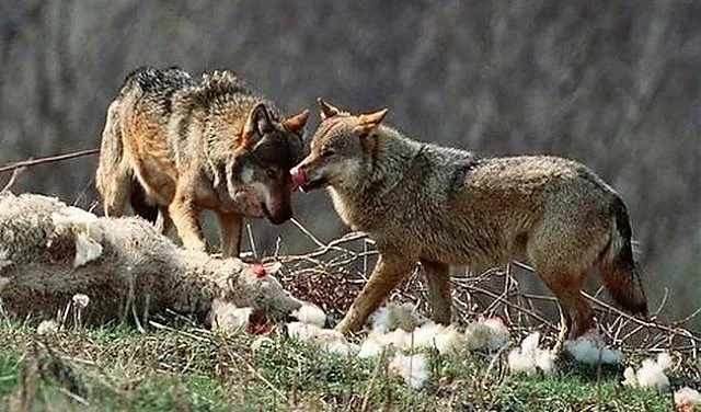 Οι λύκοι… βγήκαν παγανιά στον Άγιο Γεώργιο!