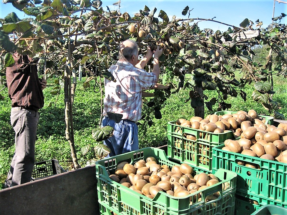 Λιγότερα ακτινίδια, καλύτερα μεγέθη στη φετινή παραγωγή