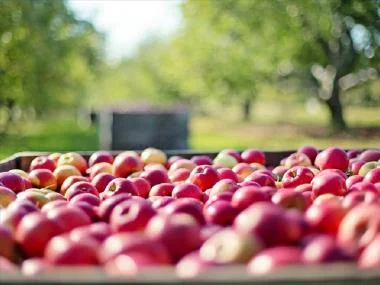 Πιστώθηκαν εξισωτική, de minimis στα τεύτλα και κομφούζιο