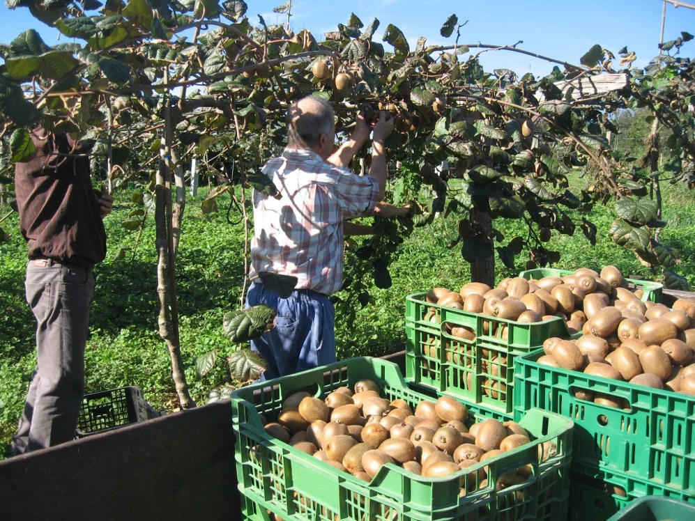 Πρόωρη συγκομιδή και διακίνηση ακτινιδίων με κίνδυνο τον αφελληνισμό τους