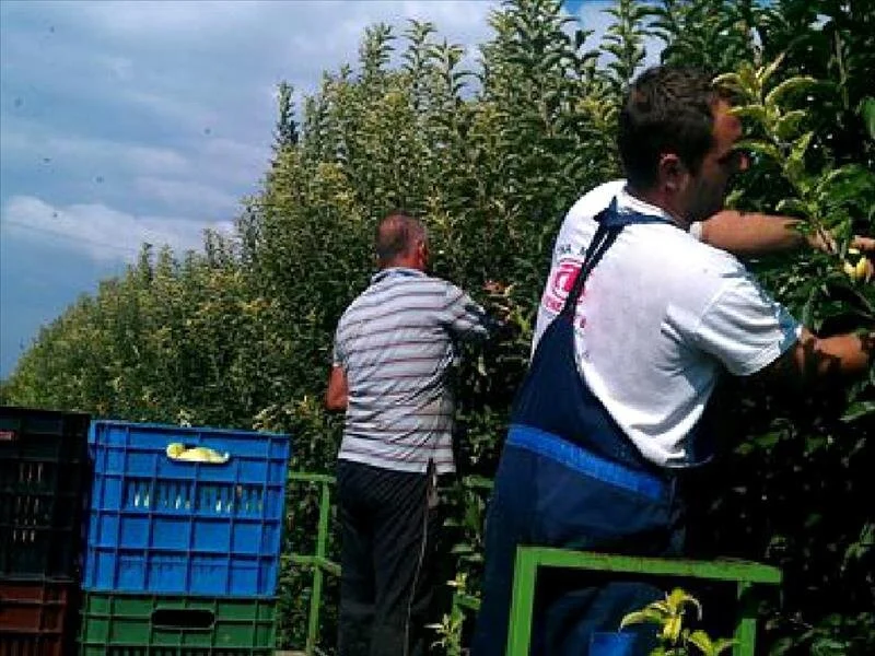 Την Παρασκευή από τον ΕΛΓΑ το 65% σε όλους τους αγρότες. 7,3 εκατ. ευρώ στην Ημαθία