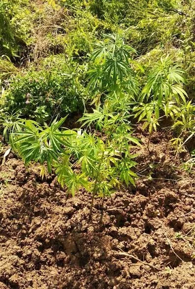 Νάουσα. Άντρας καλλιεργούσε 13 δενδρύλλια κάνναβης