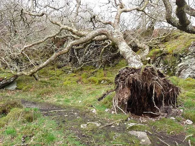 Όταν ξεριζώνουν ακόμη… και τα Ριζώματα!