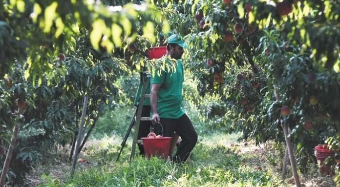Σε έξι δόσεις η εκκαθάριση εισφορών αγροτών για το εργόσημο. Ως 31 Αυγούστου η πρώτη