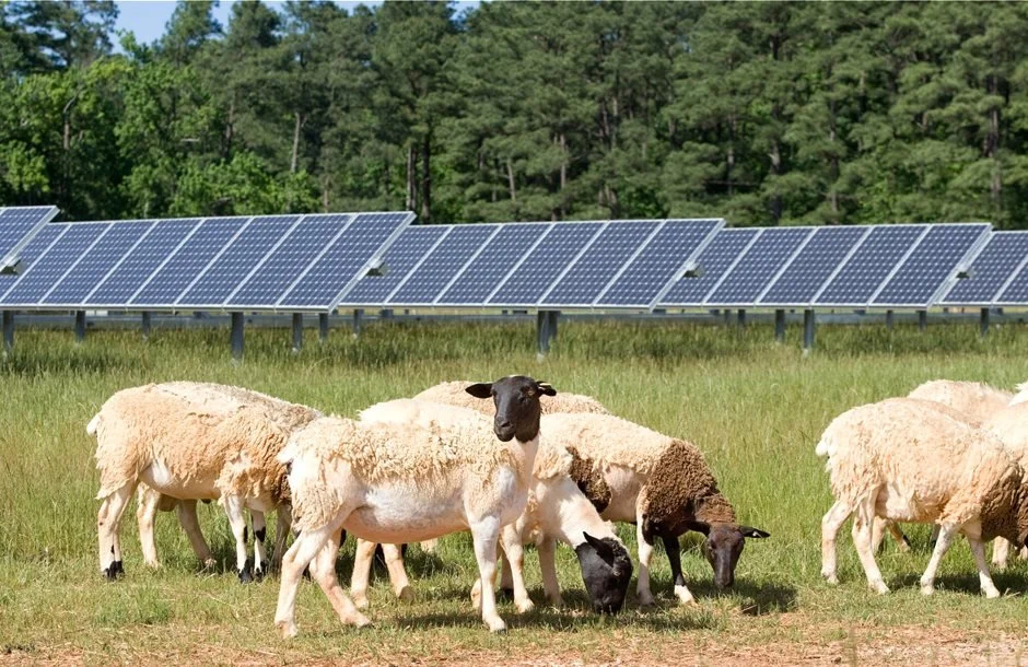 Όχι ένα, αλλά τρία τα φωτοβολταϊκά στο δάσος Σελίου! 10.000 στρέμματα, 40 χλμ. περίφραξη. Δείτε τον χάρτη!