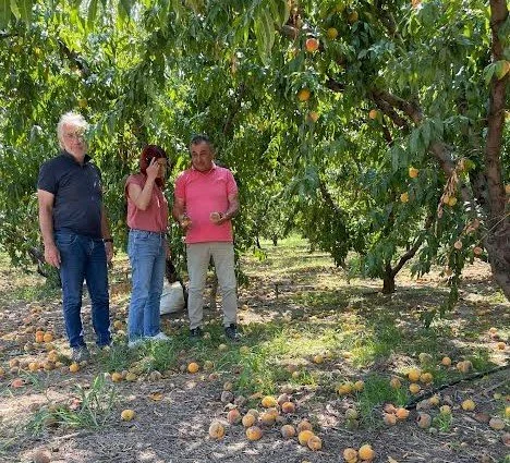 Ολυμπία Αποστόλου: Μόνη Σταθερά, η πλήρης κυβερνητική αδιαφορία για το ροδάκινο
