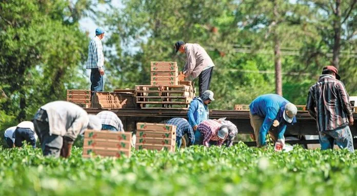 Διαδικασίες καθορισμού του αριθμού των μετακλητών εργατών γης από την Π.Ε. Ημαθιας