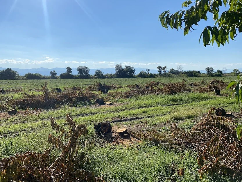 Αγρότες. Αργούν τα μέτρα για μήλα-ροδάκινα, επιδημία οι εκριζώσεις!