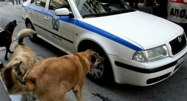 Ημαθία. Στο νοσοκομείο αστυνομικοί μετά από επίθεση σκυλιών!