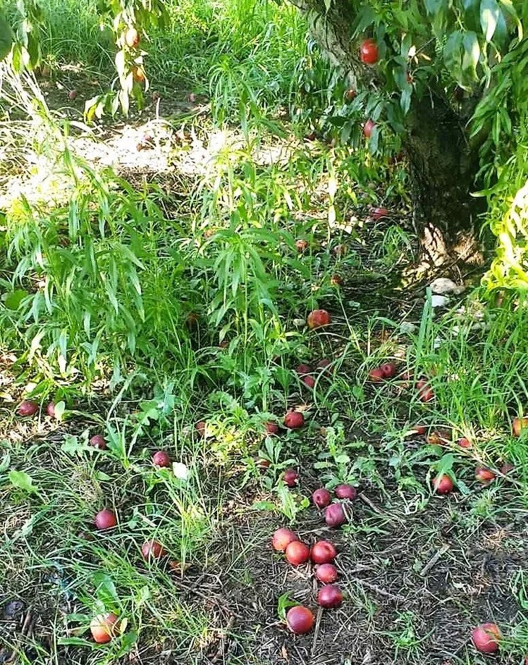 Αγροτικός σύλλογος Βέροιας: Οι εξαγγελίες δεν καλύπτουν τον στόχο μας