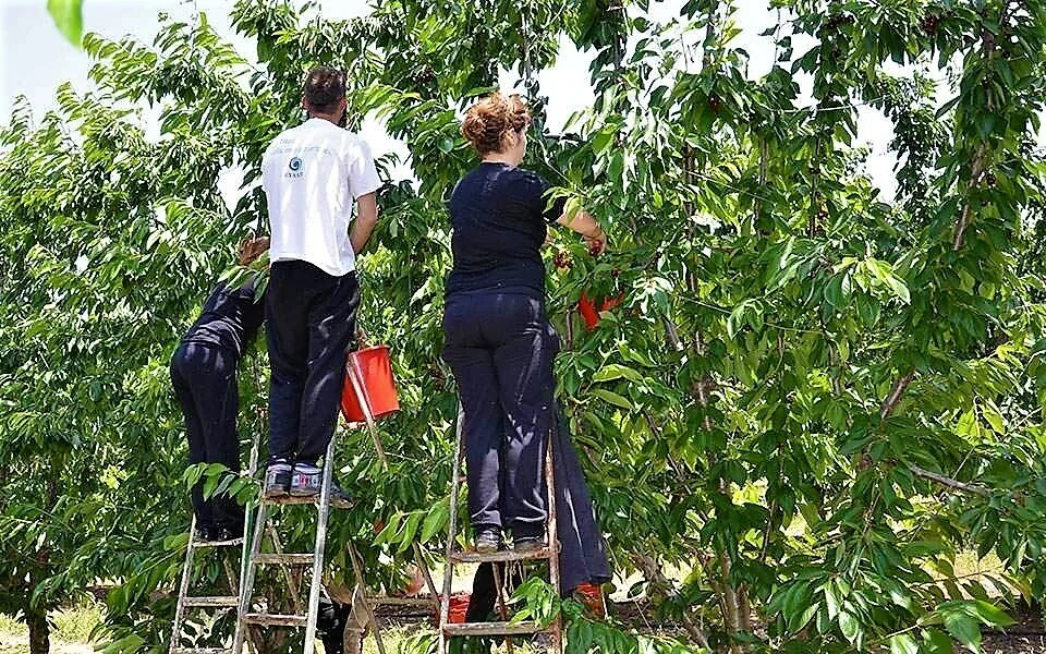 Εργάτες γης. Έρχονται ‘χέρια’ από Ινδία, Αίγυπτο και Πακιστάν