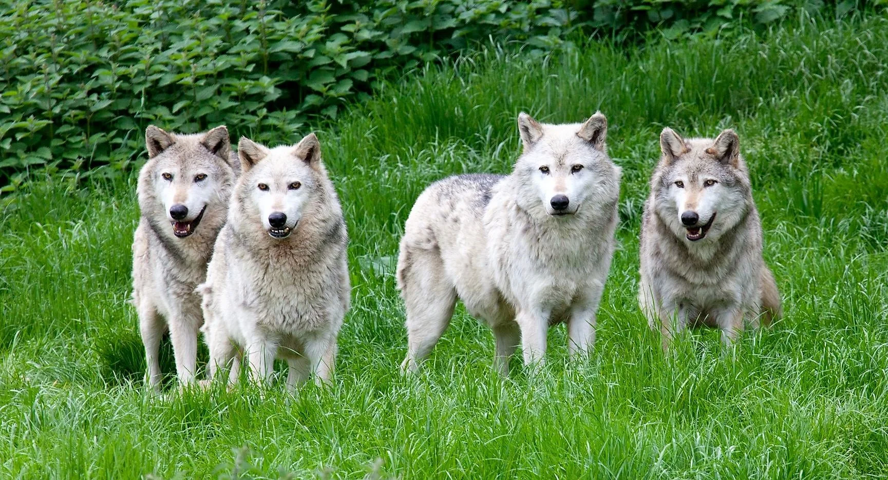 Αγέλη λύκων στη ‘Ράμνιστα’ των Λευκαδίων! Ορμάνε σε σκυλιά