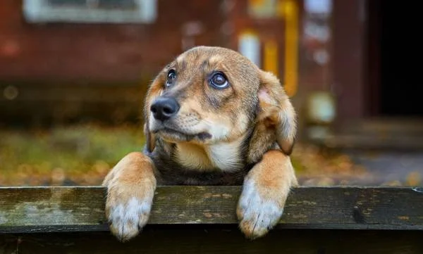 Η Λαϊκή Συσπείρωση Βέροιας για τα αδέσποτα ζώα