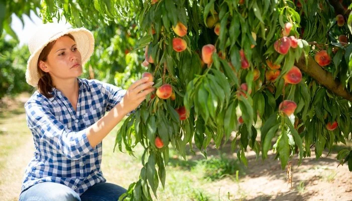 Νέοι αγρότες. Ενισχύσεις έως 42.500 ευρώ - Τι προβλέπει το νέο πρόγραμμα
