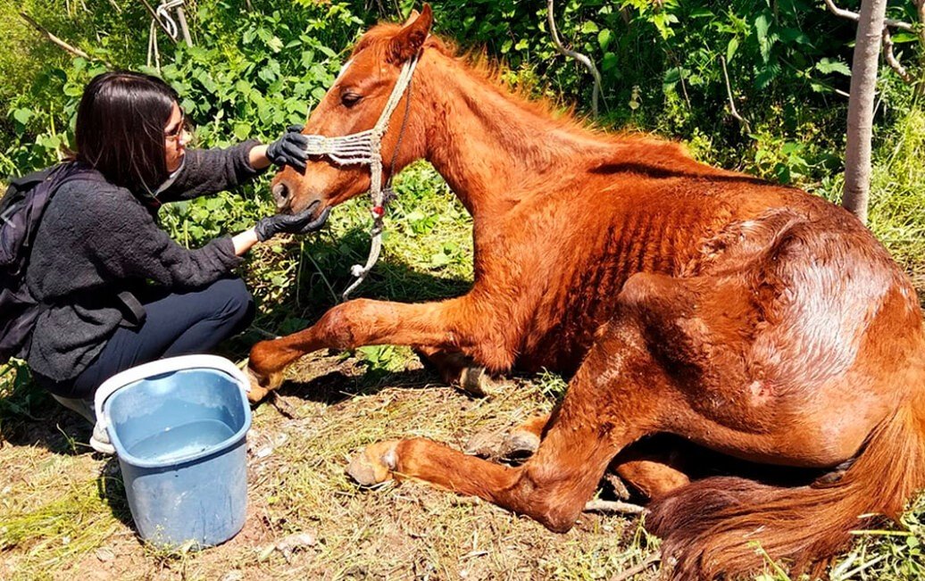 Βέροια. Ιδιοκτήτης αλόγου καταδικάστηκε για κακοποίηση του ζώου