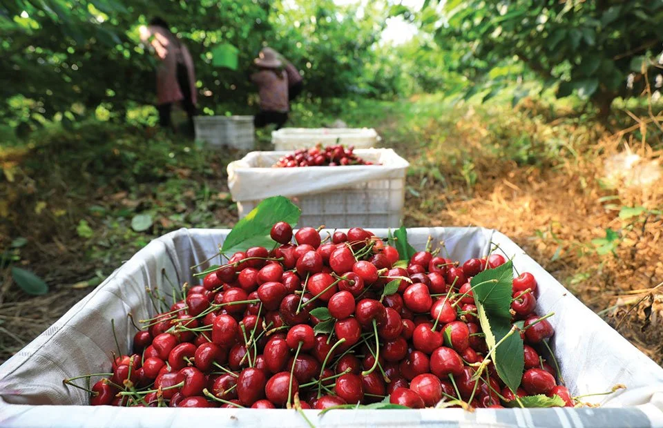 Πέλλα. Μέχρι 8 ευρώ τα λίγα πρώιμα κεράσια, έντονη καρπόπτωση και ζημιές από τις βροχές