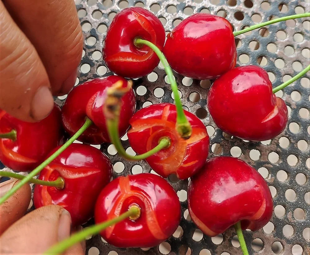 Ημαθία-Πέλλα. Βροχές και χαμηλές θερμοκρασίες απειλούν τα κεράσια