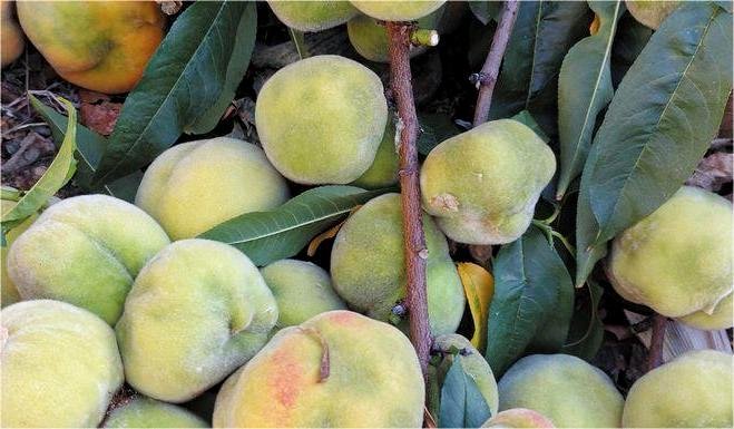 Έκτακτη σύσκεψη για την ίωση στα ροδάκινα! Εκρίζωση των προσβληθέντων δένδρων στην Πέλλα