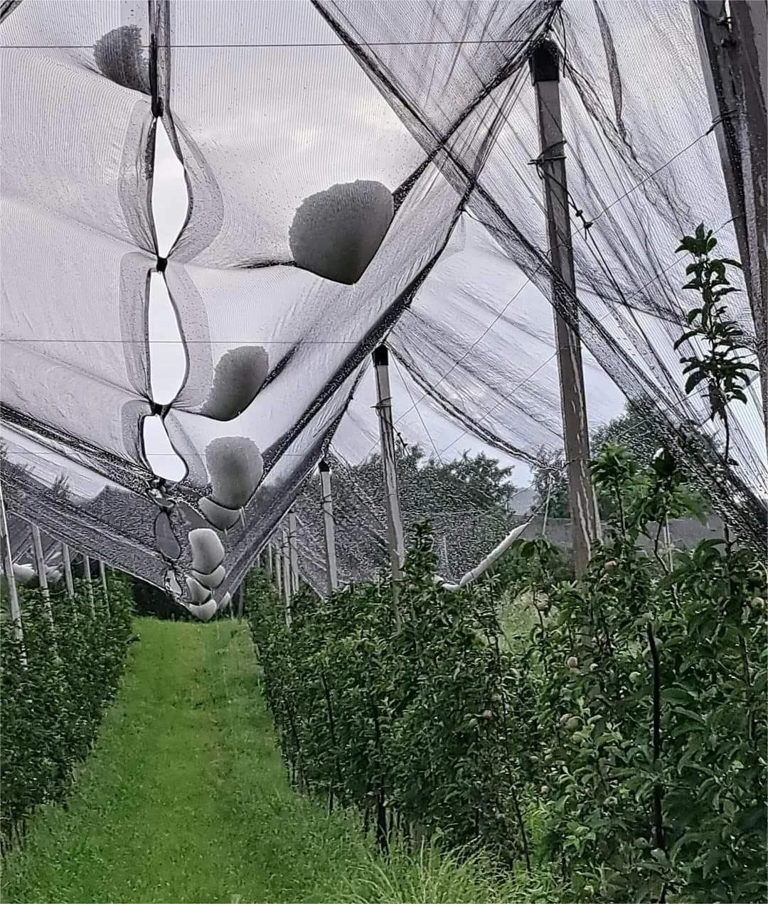 Χαλάζι προκάλεσε μεγάλες καταστροφές στα κεράσια του Ροδοχωρίου