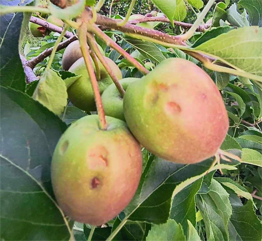 Ροδοχώρι. Στο 70% οι ζημιές σε κεράσια και μήλα!