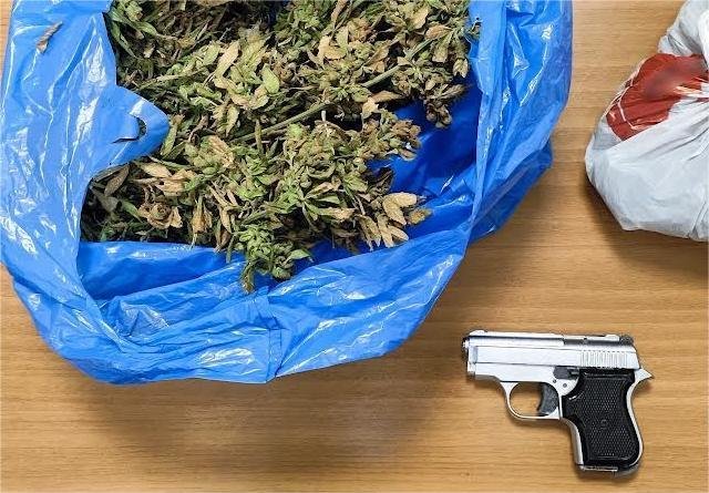 Σύλληψη για 70 δενδρύλλια κάνναβης