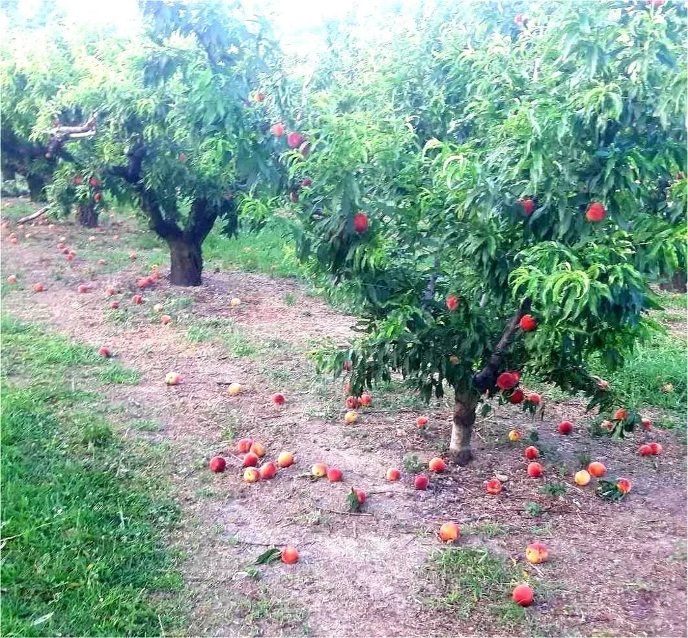 Στη Βουλή από το ΚΚΕ οι ζημιές από τη θεομηνία