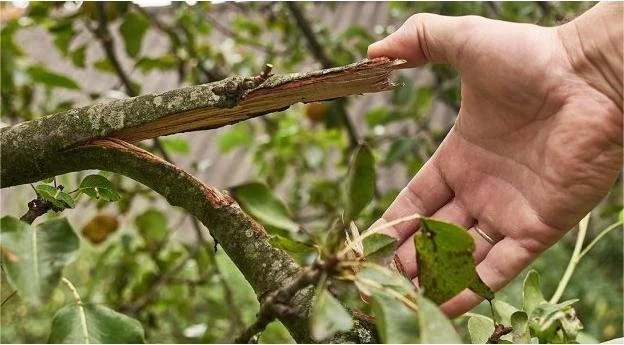 Ερώτηση Κοτίδη για τις ζημιές στην παραγωγή από την ανεμοθύελλα