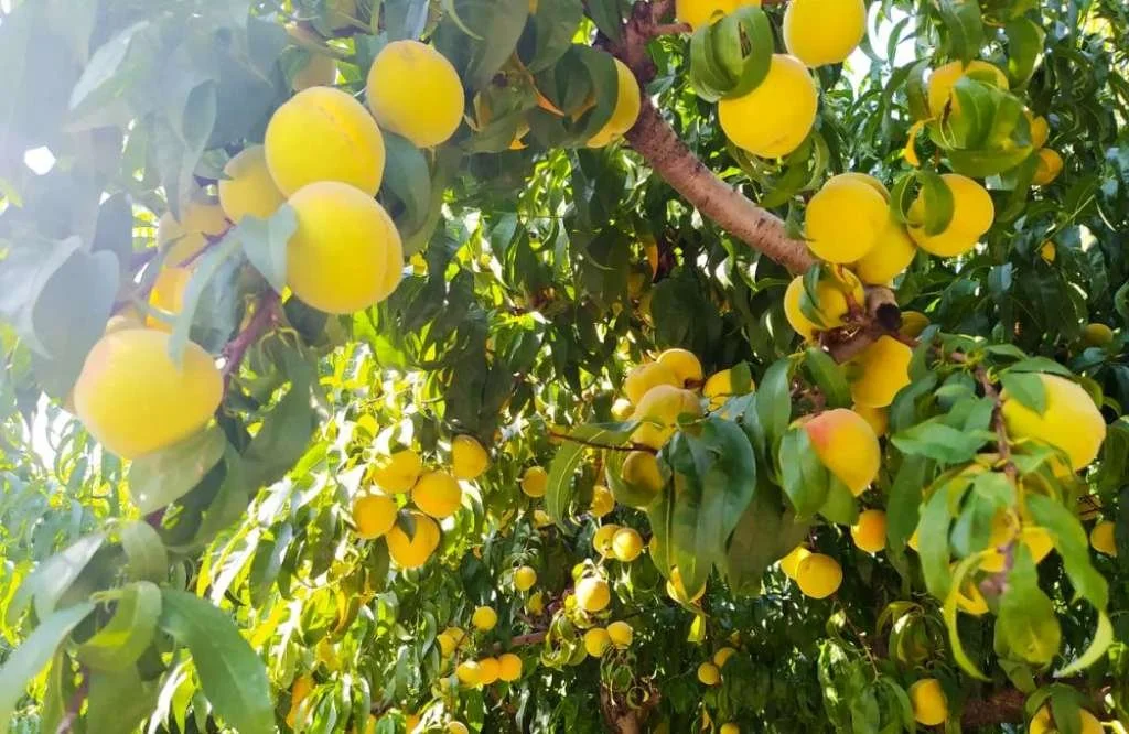 Επιμένει σε κατώτατη τιμή 0,50 ευρώ στο συμπύρηνο ο ‘Μαρίνος Αντύπας’