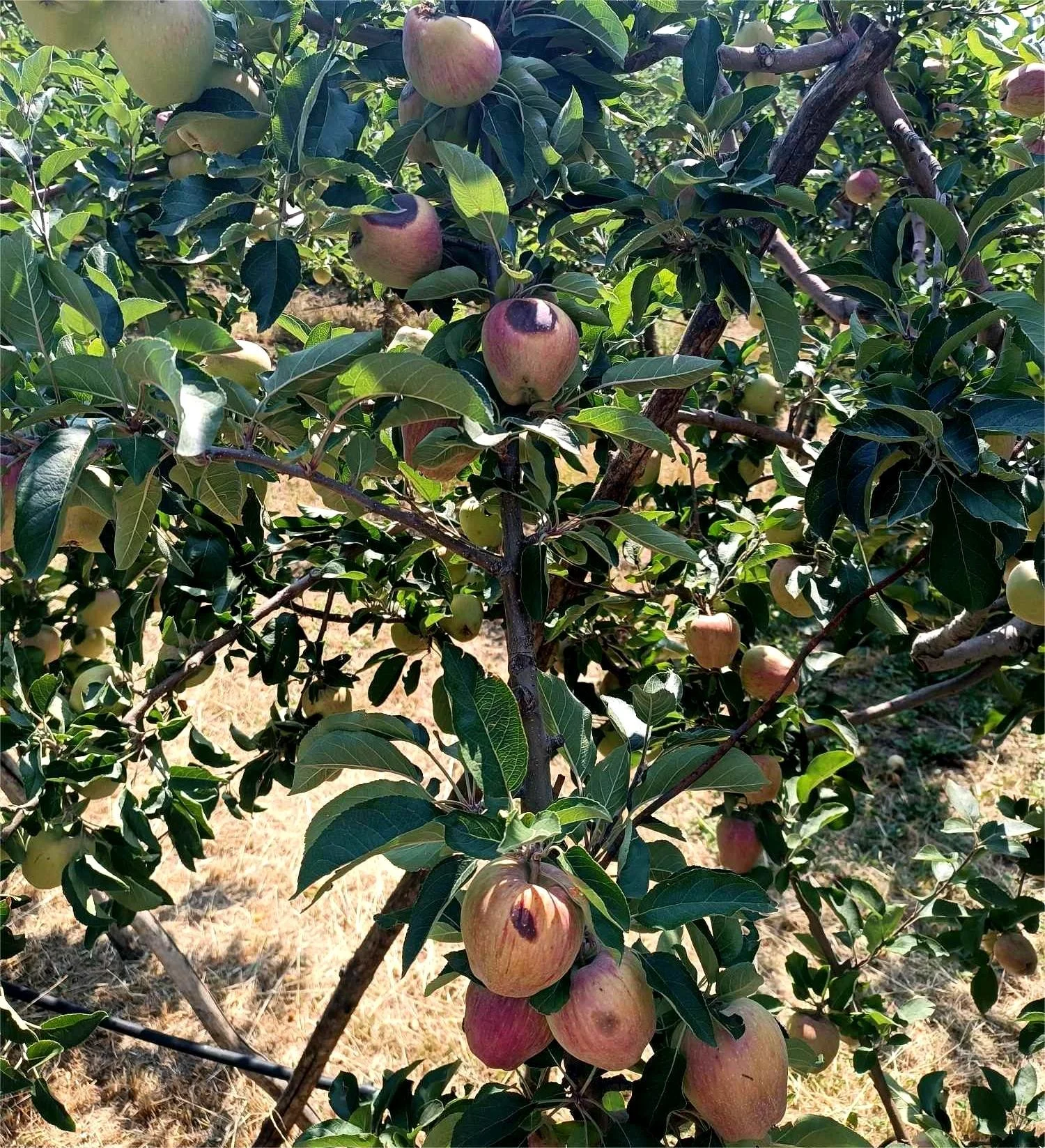 Γκρινιάζουν για χαλάζια και ΕΛΓΑ στο Ροδοχώρι