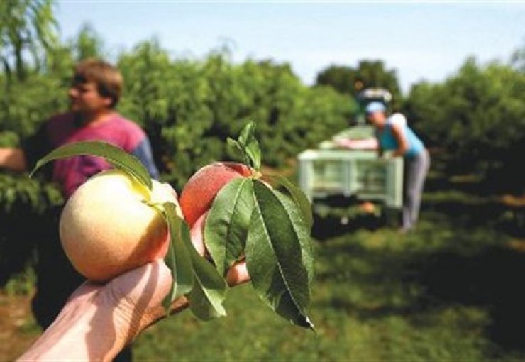 Πλήρωσε ζημιές 2023 και ενστάσεις 2022 ο ΕΛΓΑ