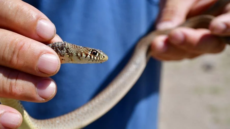 Νάουσα. Φίδι μέσα σε κατάστημα!