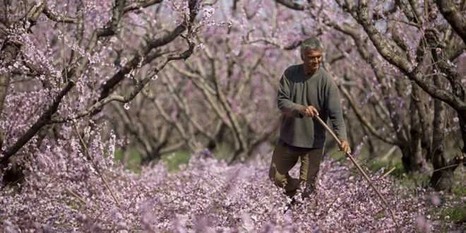 Τον Φεβρουάριο θα καλυφθούν οι ανάγκες των δέντρων σε ψύχος